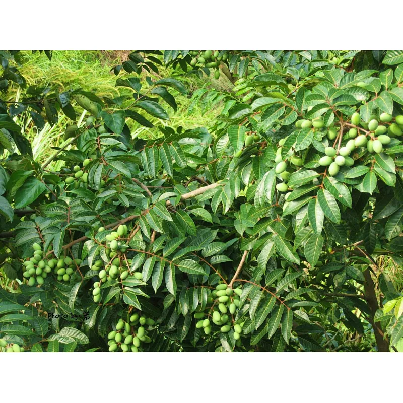 Olive Leaf Extract