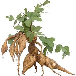 Puerariae Powder