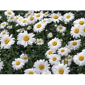 Roman Chamomile Extract