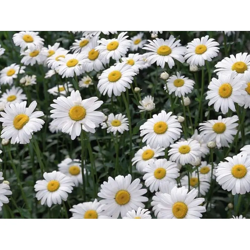 Roman Chamomile Extract