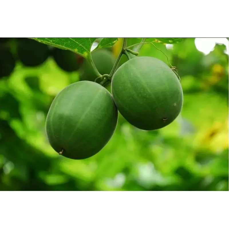 Monk Fruit Extract