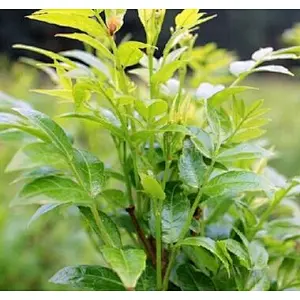 Vine Tea Extract