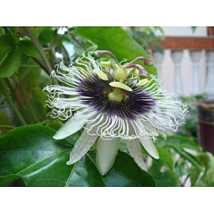 Passion Flower Extract