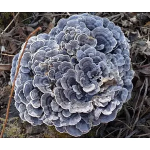 Turkey Tail Mushroom Polystictus Glycopeptide