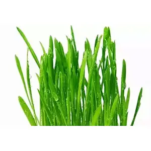 Organic Wheatgrass Powder
