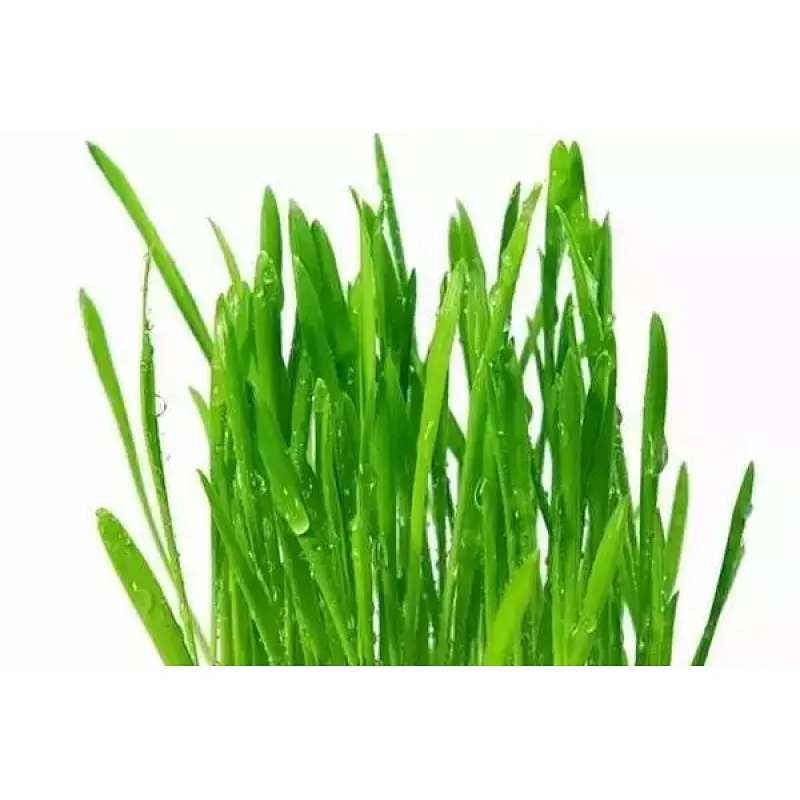 Organic Wheatgrass Powder