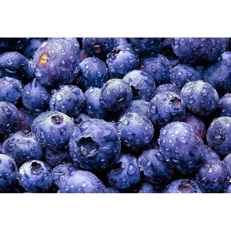 Blueberry SD Powder