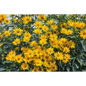 Inulin Extract