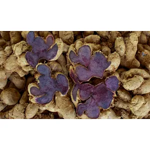 Black Ginger Extract