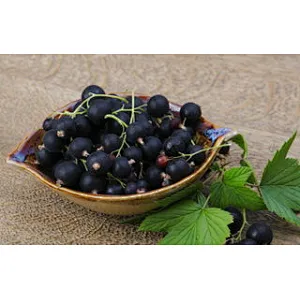 Black Currant SD Powder