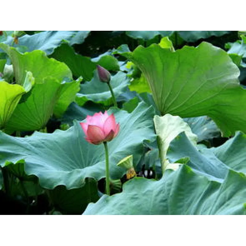 Lotus Leaf Extract