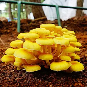 Golden Oyster Mushroom Extract