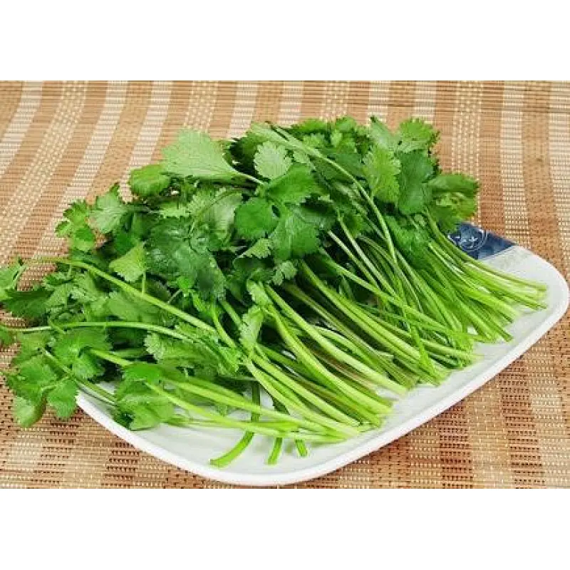 Cilantro Seed Powder