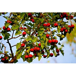 European Hawthorn Leaf Extract