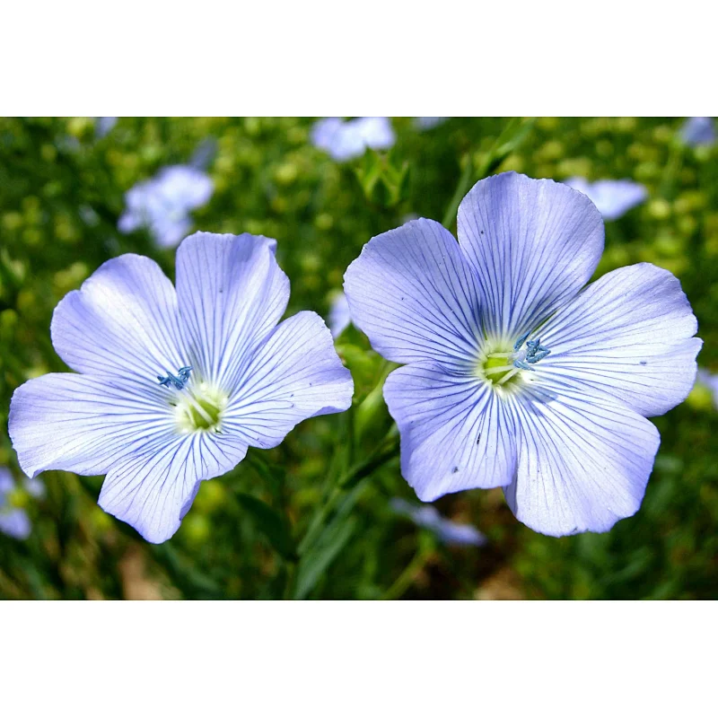 Flax Seed Extract