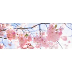 Sakura Extract