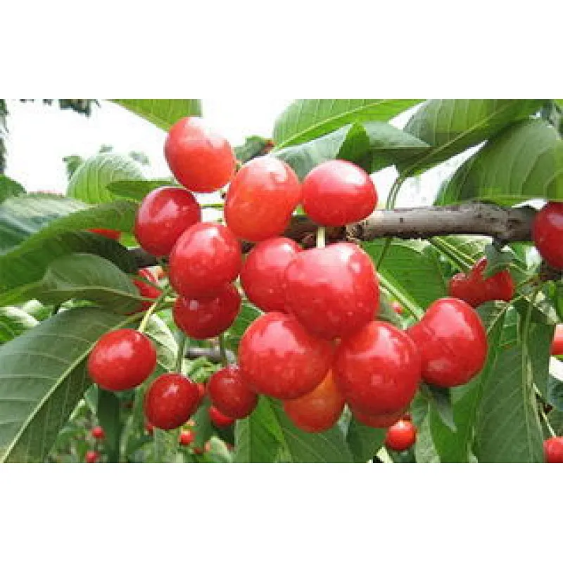 Sour Cherry SD Powder