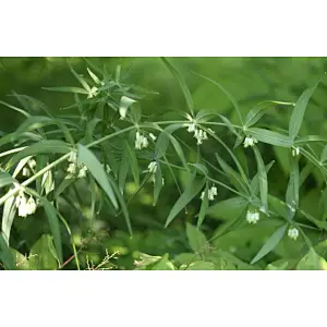 Siberian Solomonseal Rhizome Extract