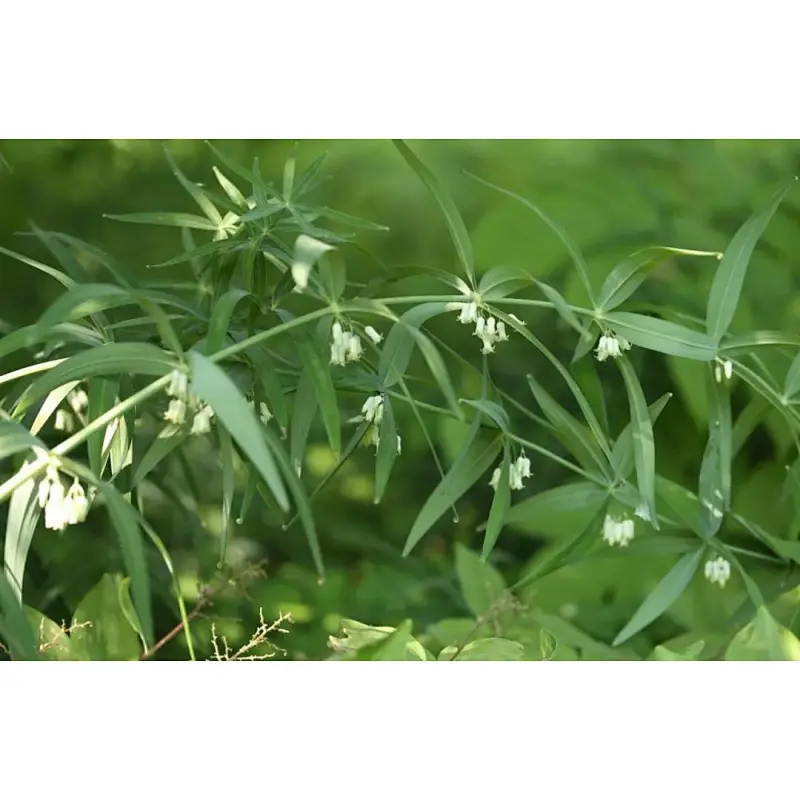Siberian Solomonseal Rhizome Extract