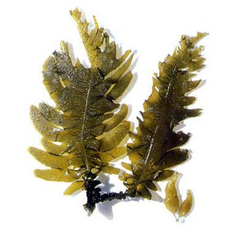 Kelp Extract