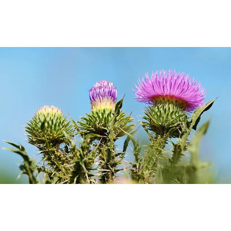 Milk Thistle Extract