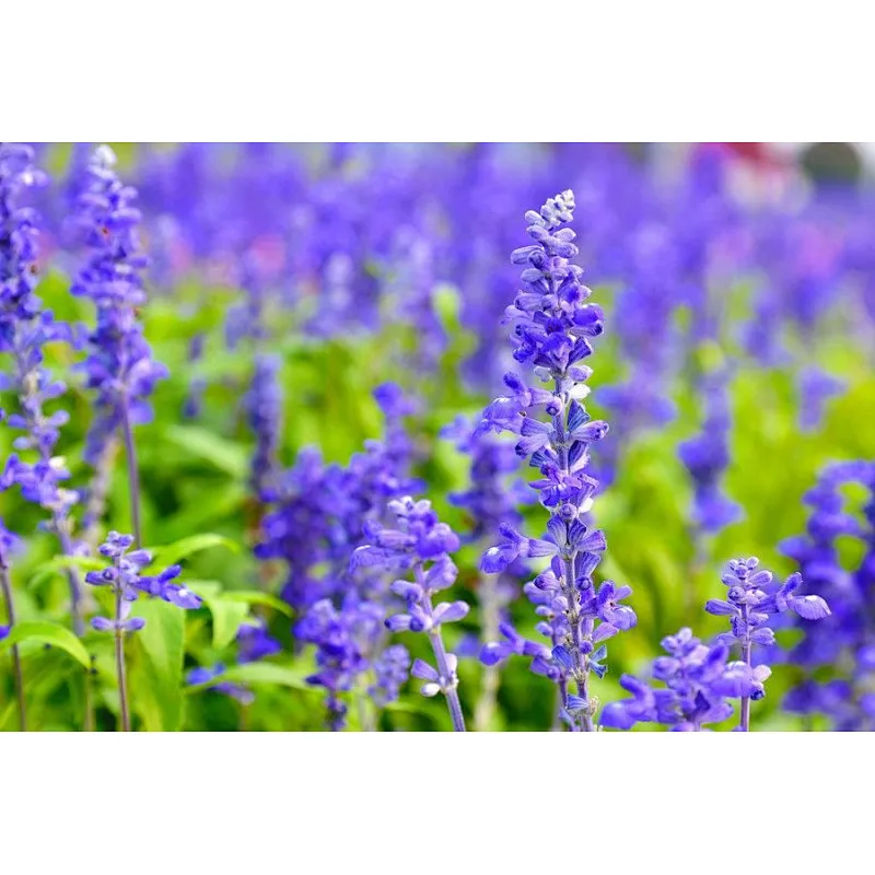 Lavender Extract