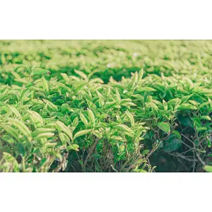 Green Tea Extract