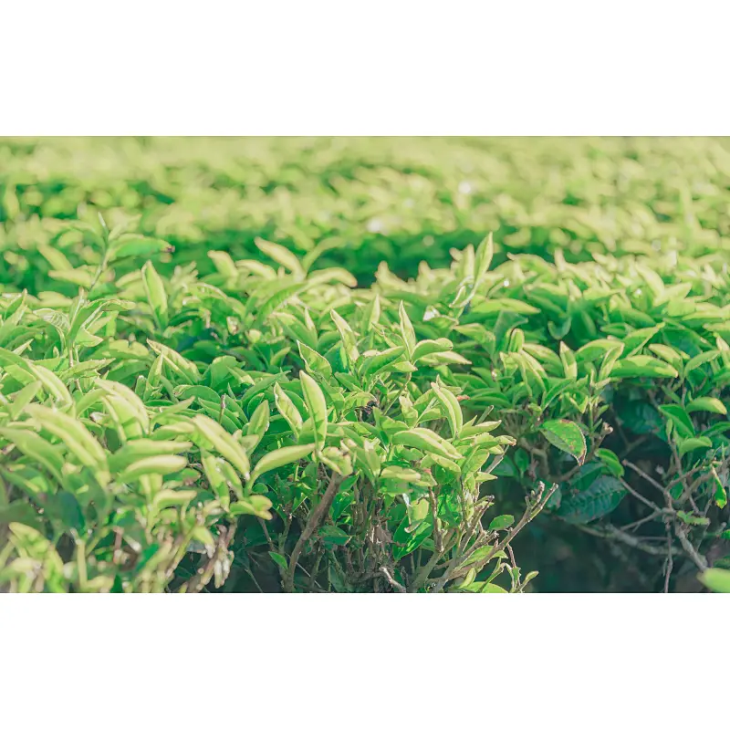 Green Tea Extract