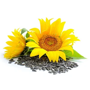 Sunflower Seed Powder