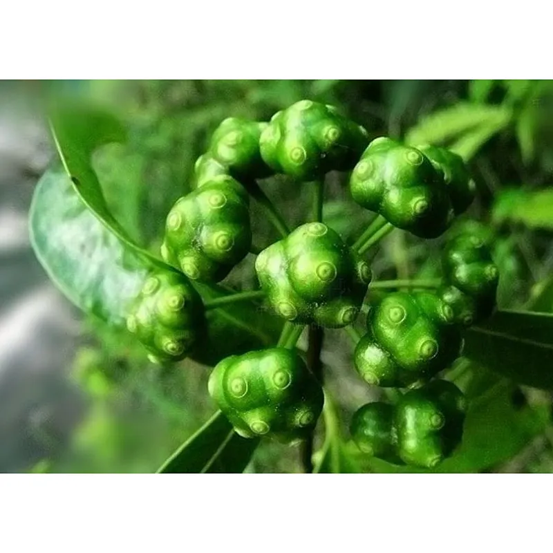 Bacopin Extract