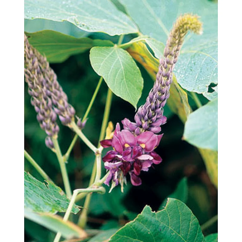 Sarsaparilla Root Powder
