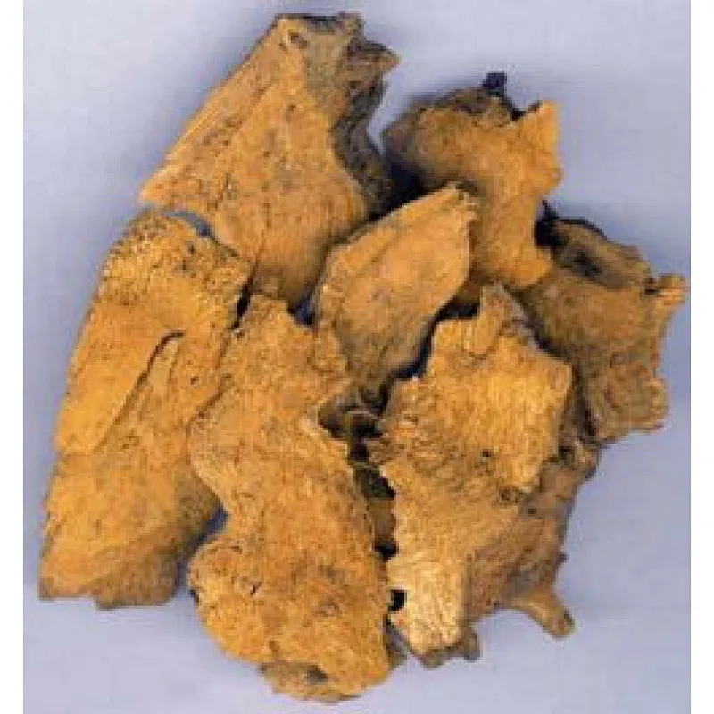 Giant Knotweed Extract