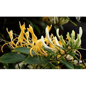 Honeysuckle Extract