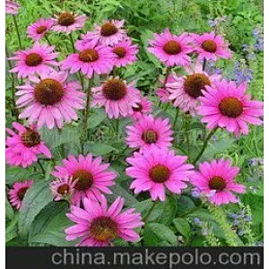 Echinacea Extract