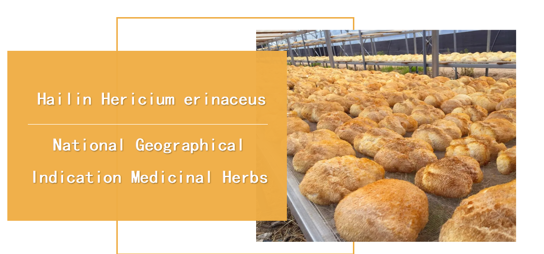 Organic Lions Mane Mushroom Extract