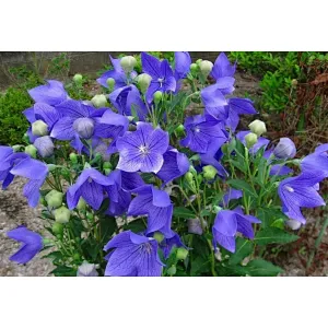 Balloonflower Root Extract