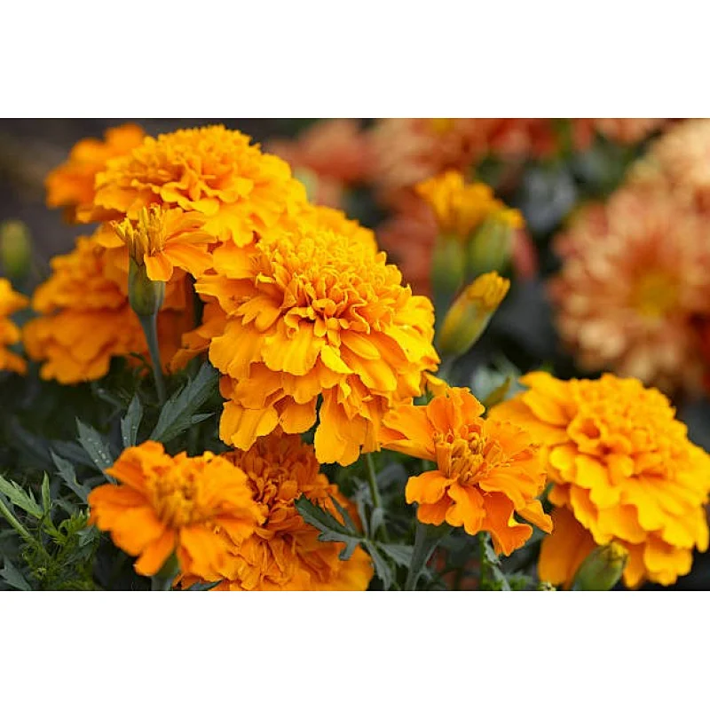 Marigold Extract