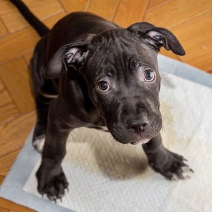 potty training puppy, puppy potty training, China dog pee pads, dog training pads