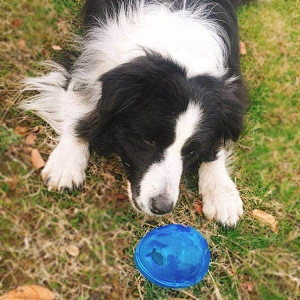 IQ Treat  Dog Toy  Leakage Food Feeder Slow Eat Chew Toy Egg Shape In Cute Color
