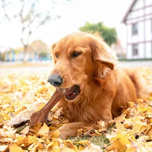 Amazon hot sale coco nuts fiber tough dental aggressive durable chew toy for dogs new design 2022