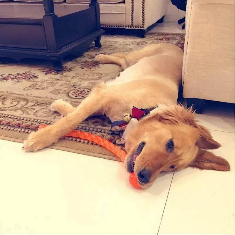 Dog Chew Toy Interactive Teeth Stick Food Grade TPR Material Teeth Cleaning For Aggressive Chewer