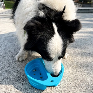 China Original Factory Water Food Silicone Custom Puppy Supplies OEM Logo Quality Foldable Doggy Travel Portable Pet Dog Bowl