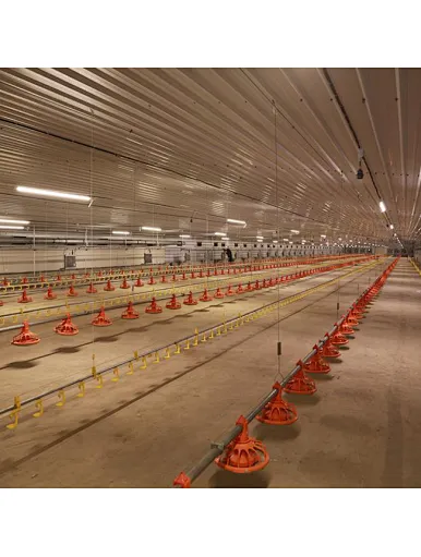 steel structure poultry house