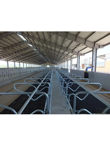 Steel Structure Building Design Cow Farm