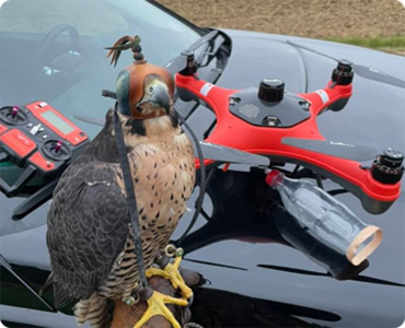 Falcon training