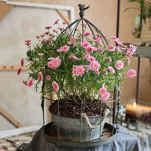 Metal bird cage