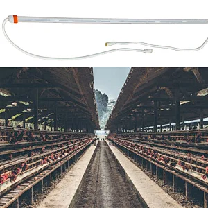Poultry chicken breeding bulbs