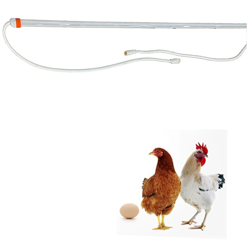 Poultry chicken breeding bulbs