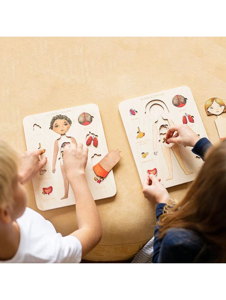  Wooden human body internal organs puzzle