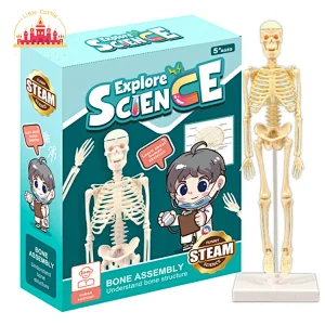 Hot Selling Kids Plastic Biological Science Education Cell Model SL17A062